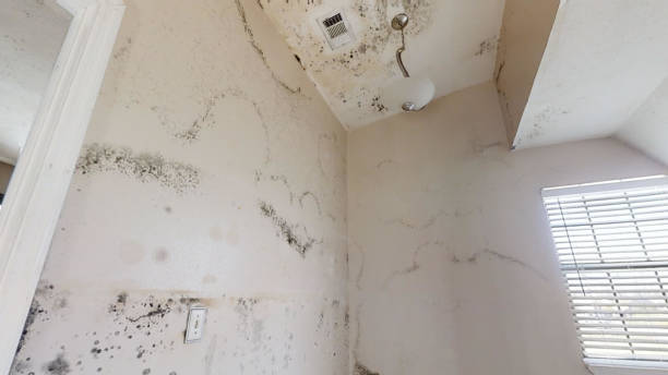 Best Mold Remediation for Healthcare Facilities  in Cowpens, SC