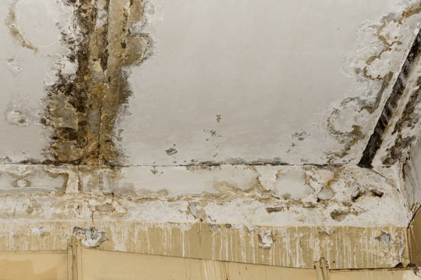 Best Biohazard Mold Removal  in Cowpens, SC