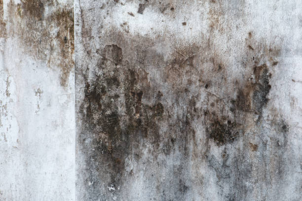 Environmental Consulting for Mold Prevention in Cowpens, SC