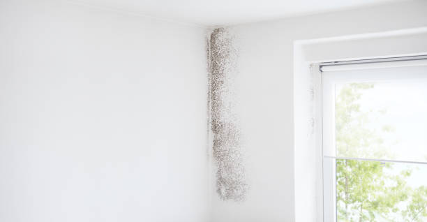 Best Air Quality Testing for Mold Spores  in Cowpens, SC