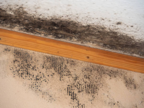 Trusted Cowpens, SC Mold Removal Experts