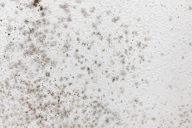 Best Real Estate Mold Inspection  in Cowpens, SC