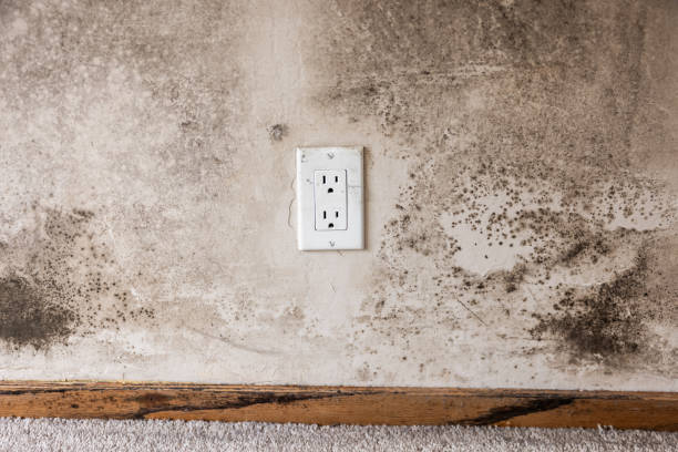 Best Post-Construction Mold Inspection  in Cowpens, SC