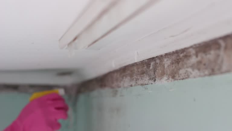 Best Attic Mold Removal  in Cowpens, SC